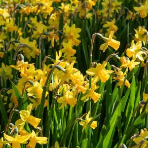 Narcisse Tete A Tete (x8)